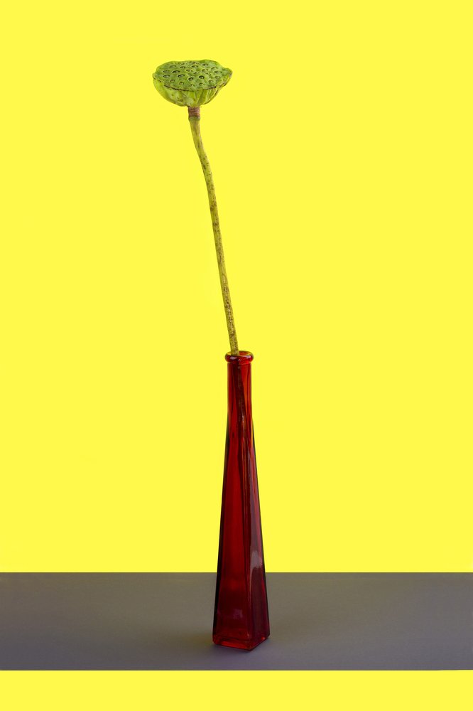 Плод лотоса без лепестков на жёлтом фоне в красной бутылке