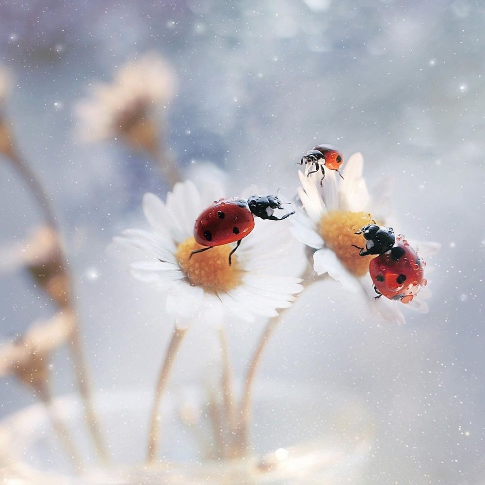 Photograph by Тарасова Ольга