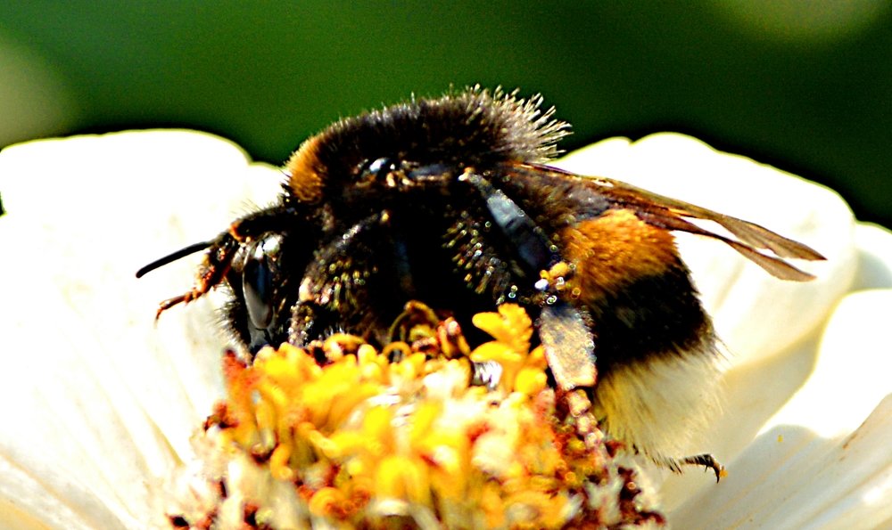 мохнатый полосатый