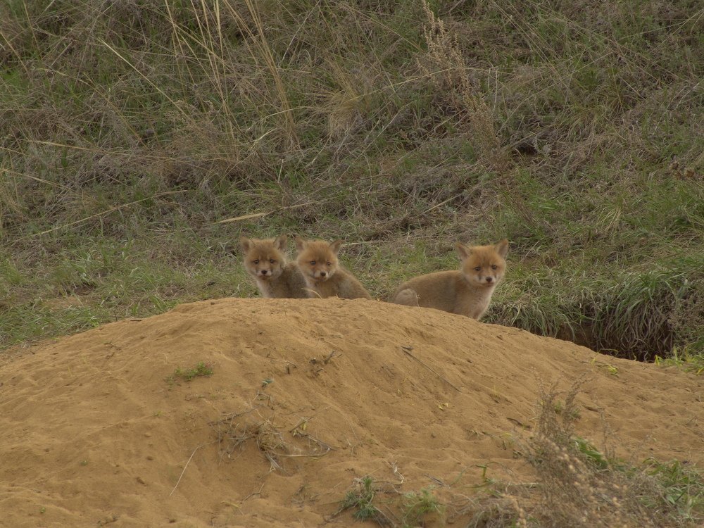 Любопыьство - не порок