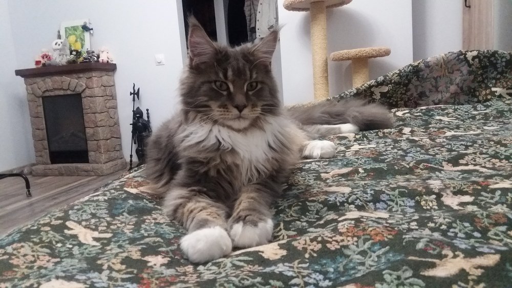 Мейнкун