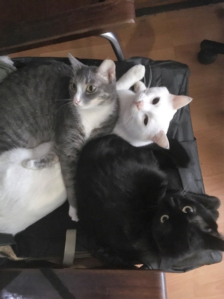 Котоцарство