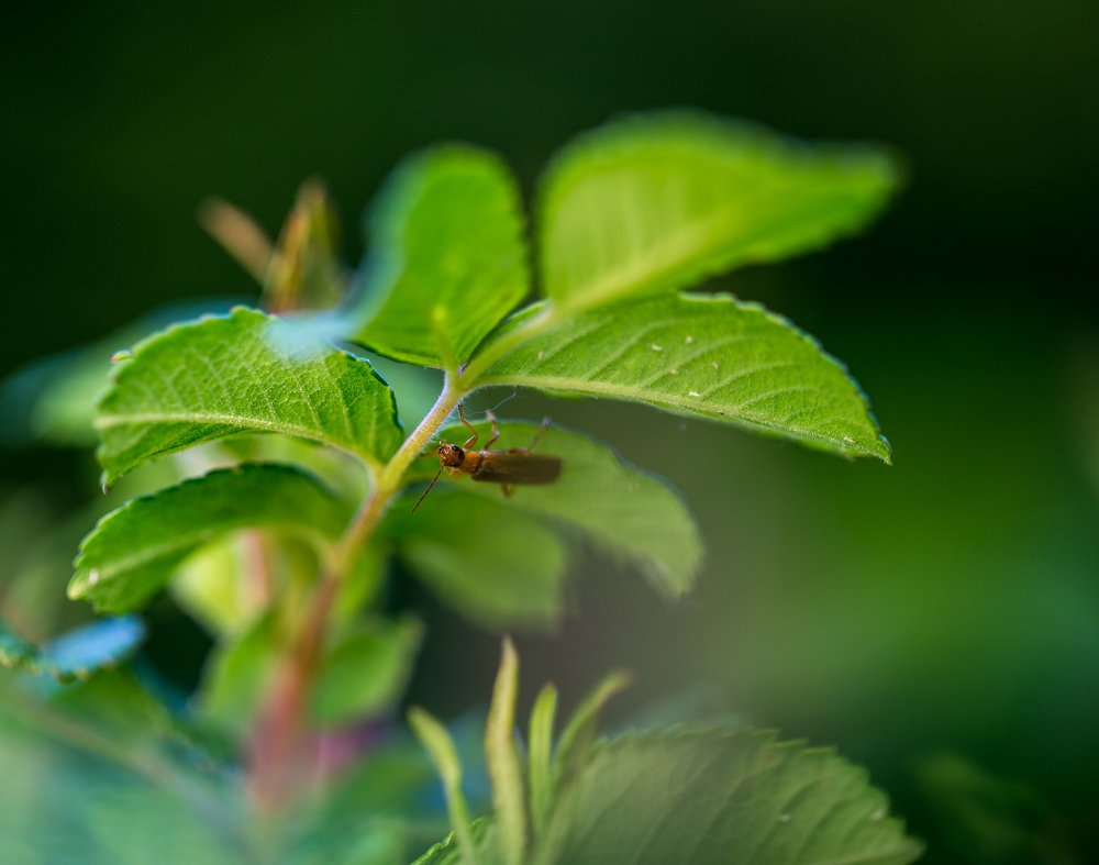 Макропортрет фауны