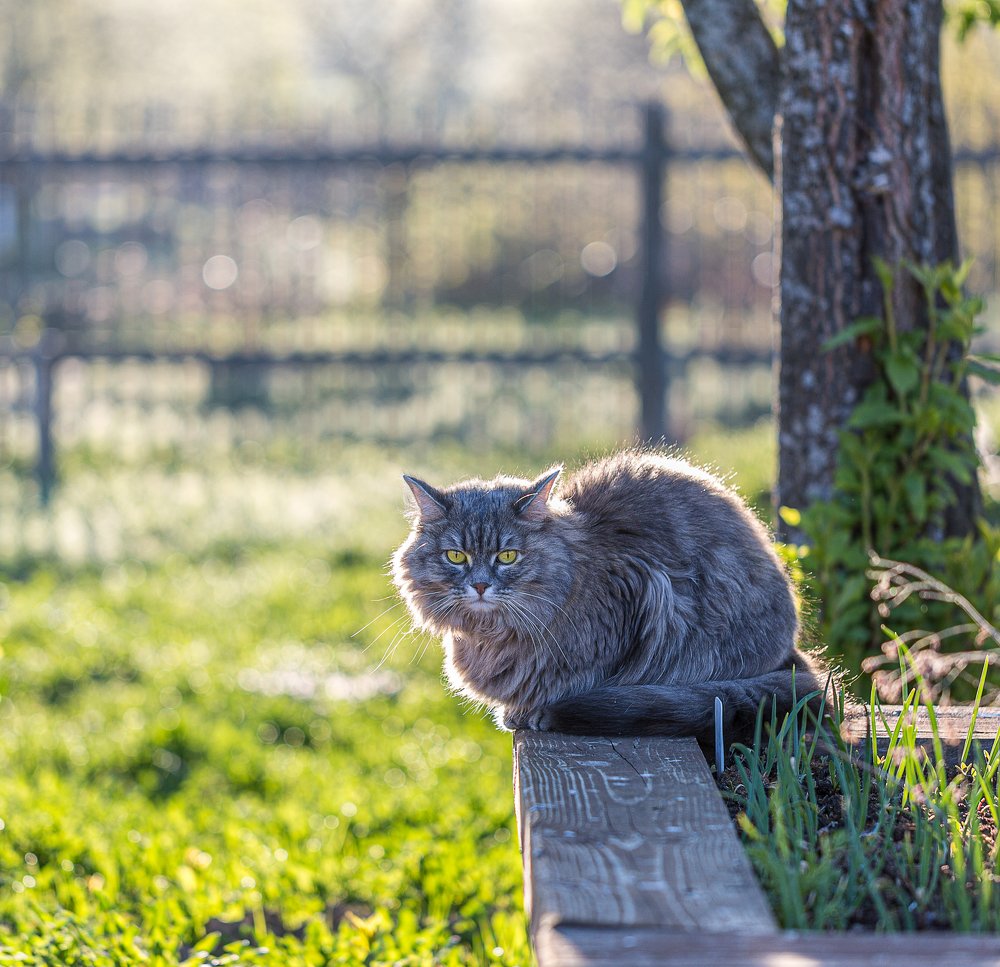 Весеннее утро