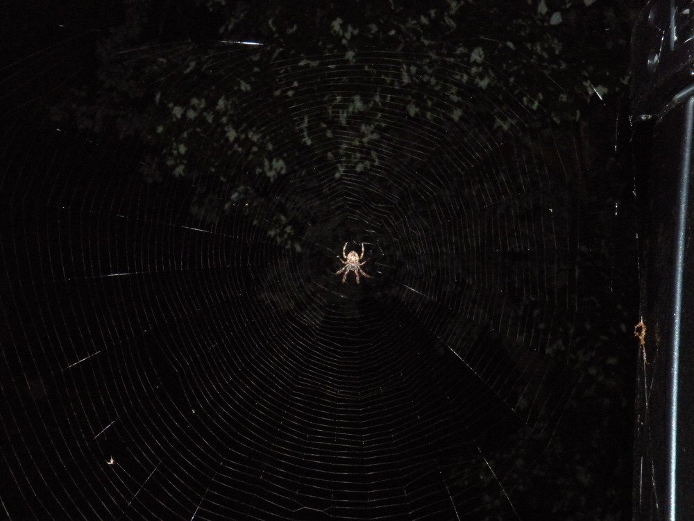 Night Spider