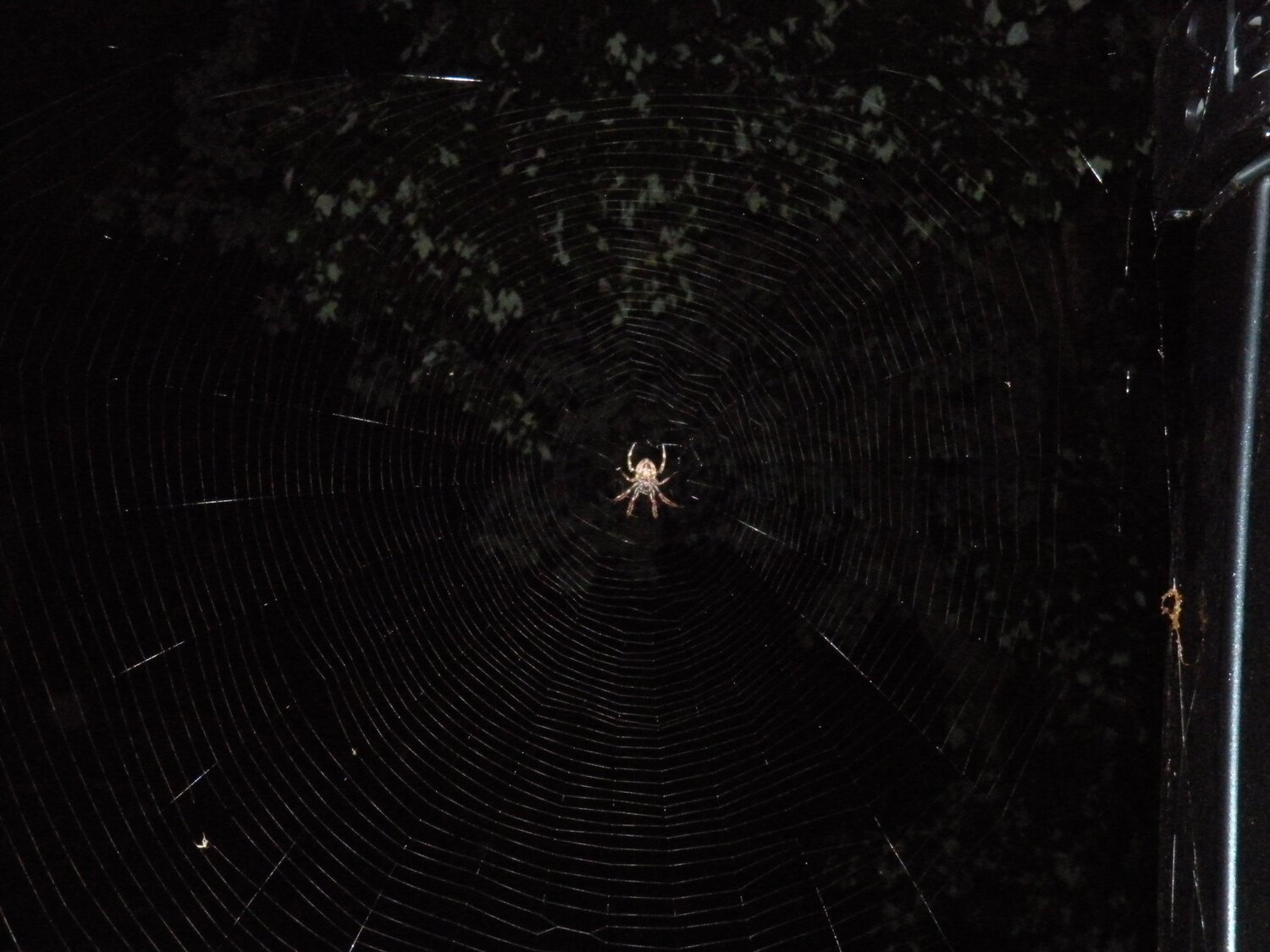 Night Spider
