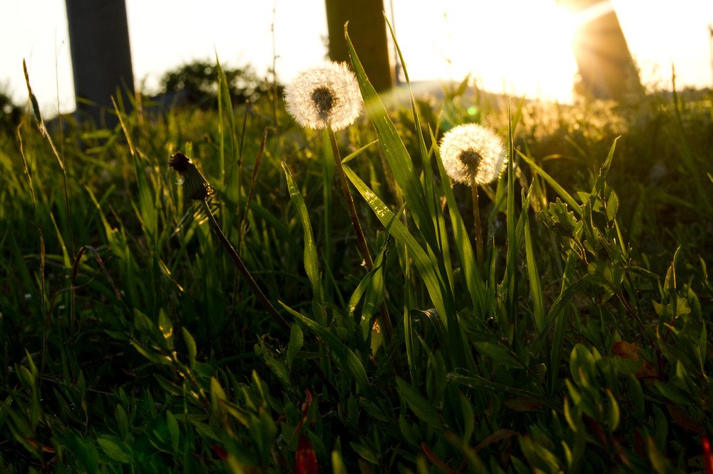 Вино из одуванчиков на закате