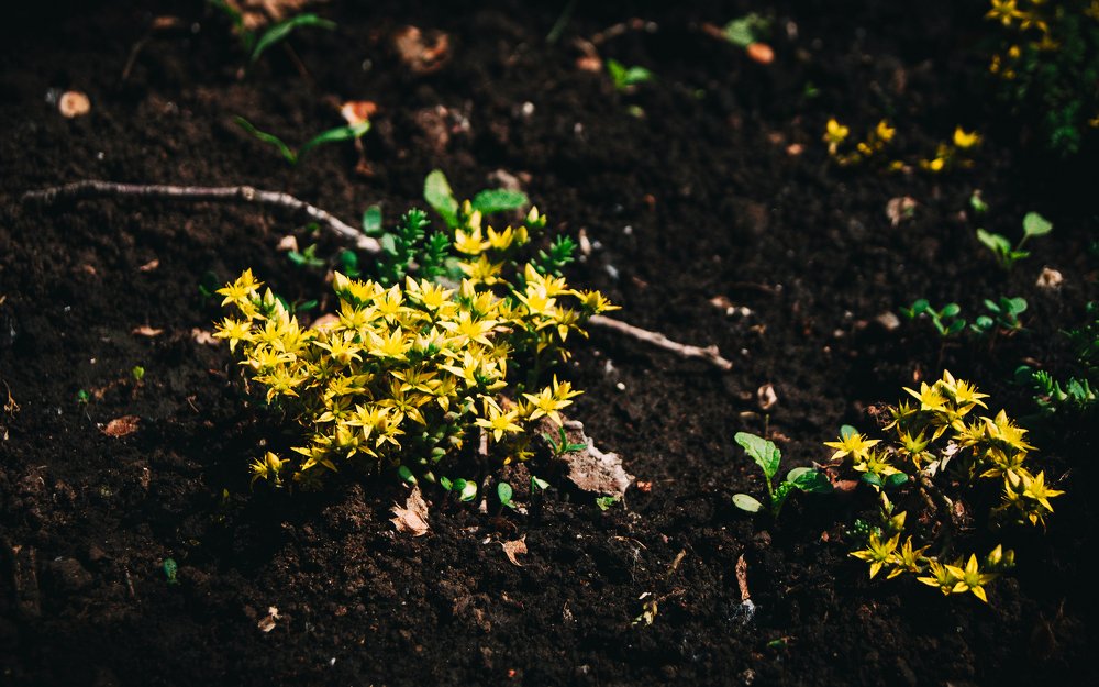 Солнышко спустилось на землю