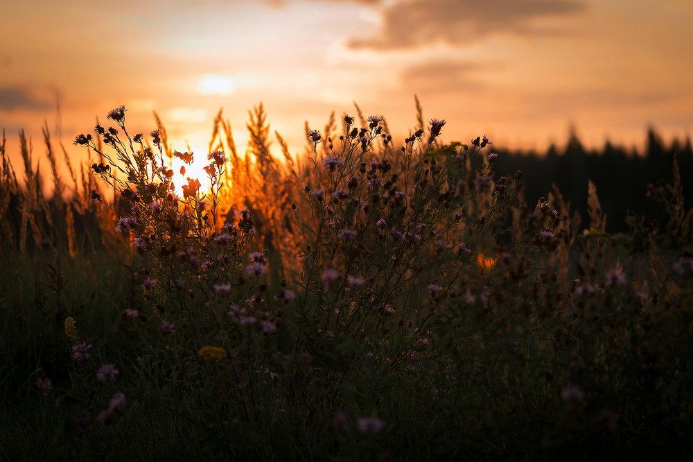 Последний луч заката...
