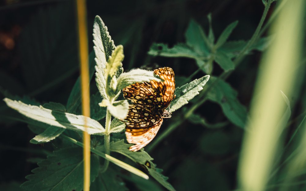 В лучах солнца