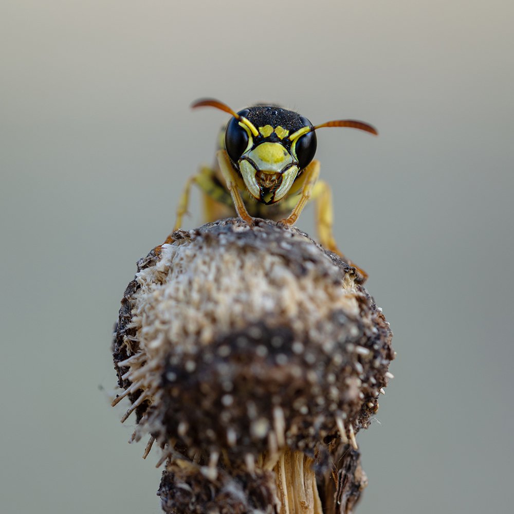 Photograph by Vahid Setoodeh