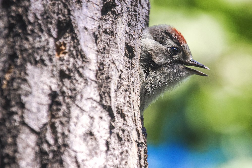 Кто, кто в теремочке живёт?