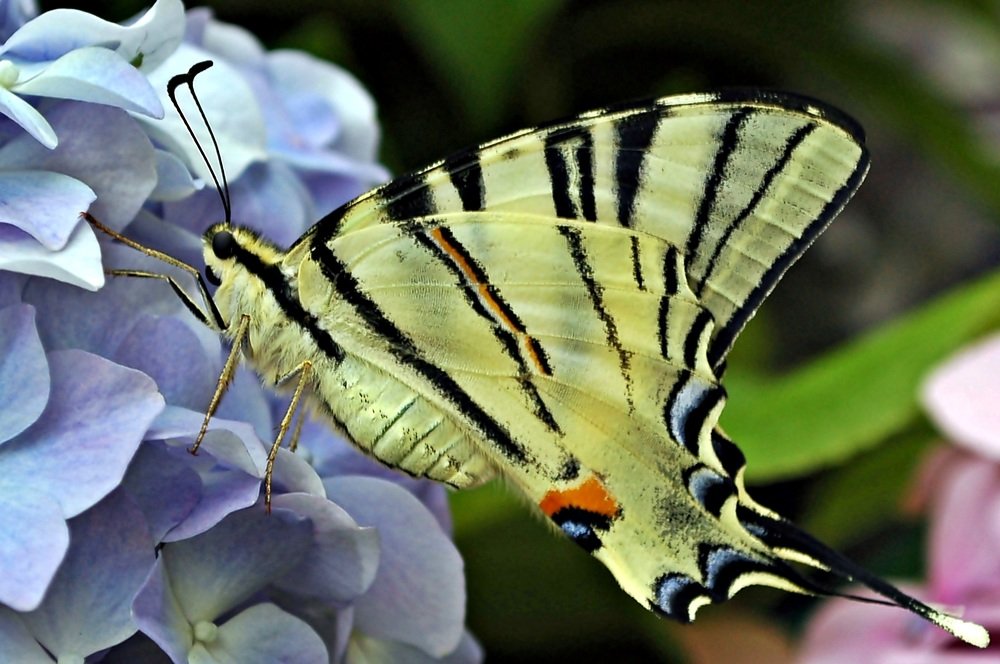 Photograph by Bocse Angela - Codrina