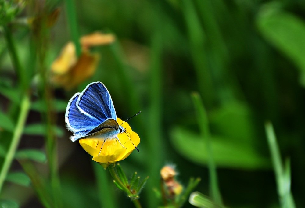 Photograph by Bocse Angela - Codrina