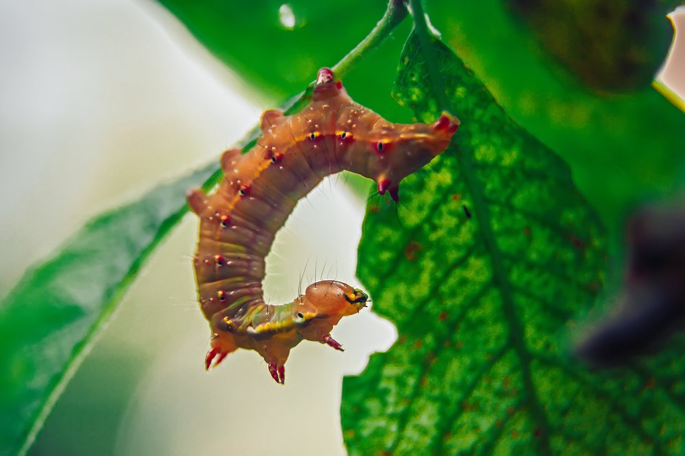 Чудеса акробатики