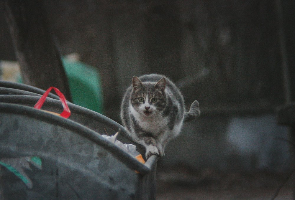 Фотография автора Ivelina Petkova