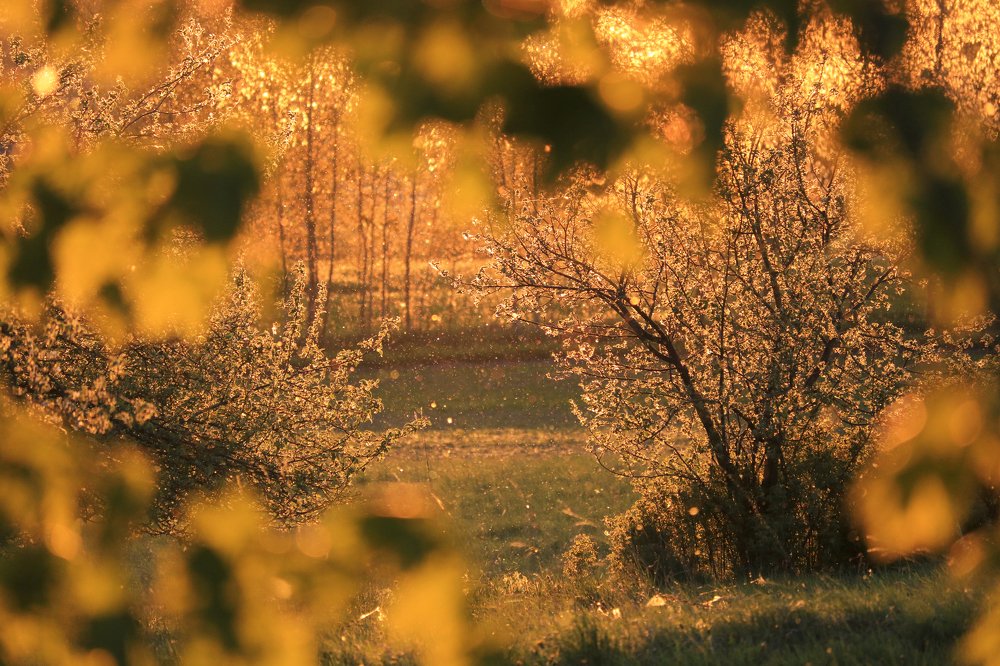 Живая природа