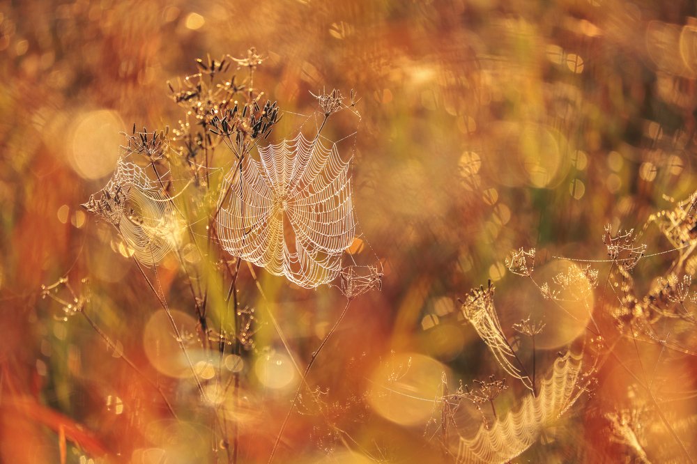 нежные капли солнца и утренняя роса на паутинке