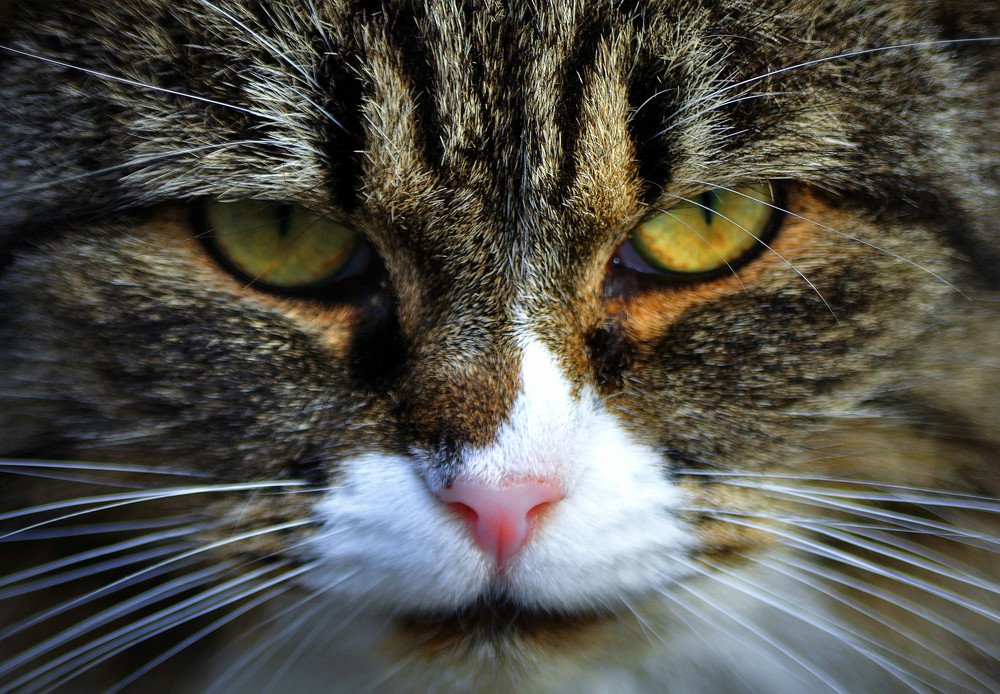 Котофей - очень серьезный кот!