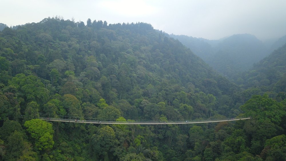 Suspension bridge