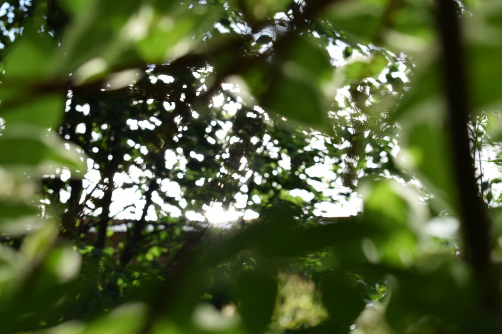 Свет сквозь листву