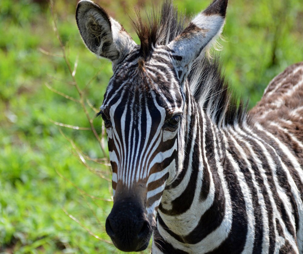 Photograph by Надежда Дорошенко