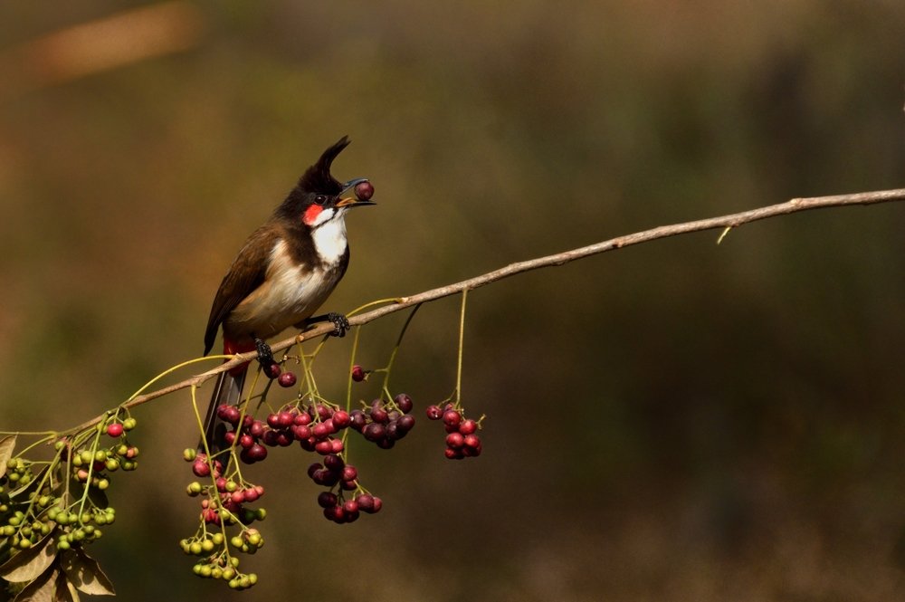 Red-whiskered bulbul