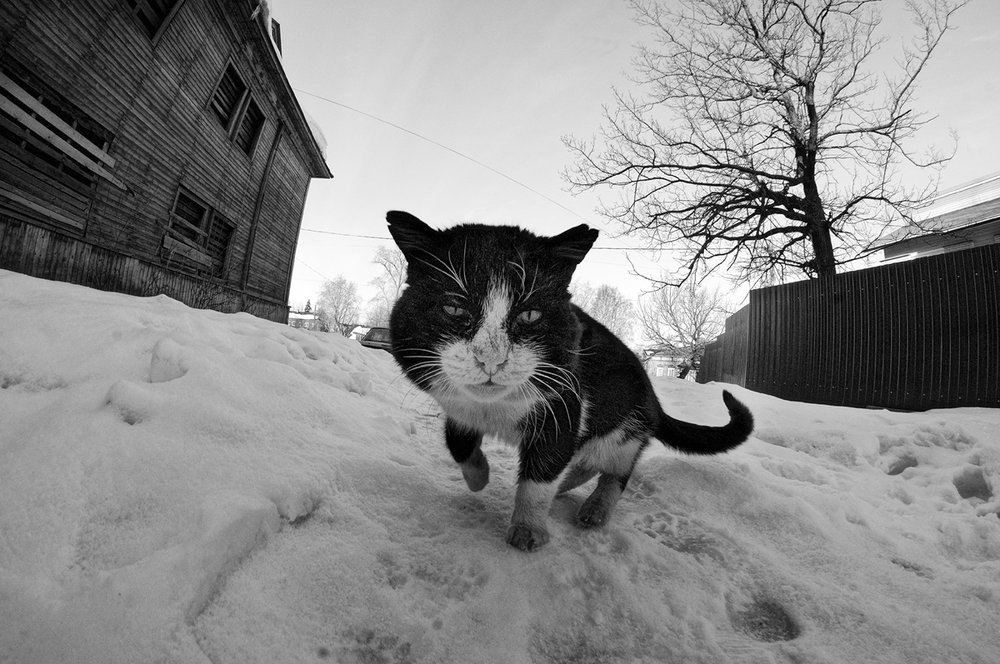 Кот мартовский