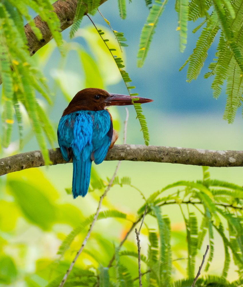 Whitethroatedkingfisher