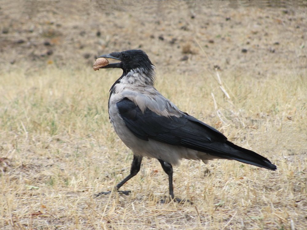 На десерт грецкий орех.