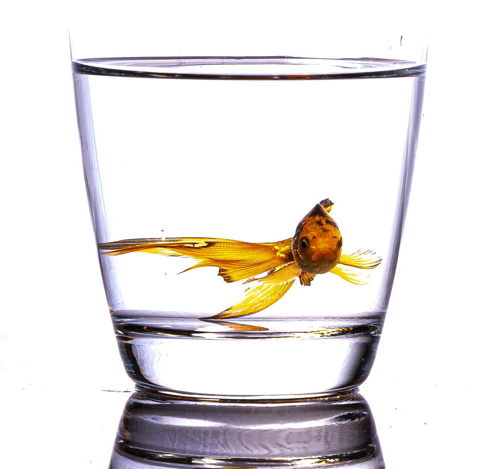 Photograph by mohammad saberi