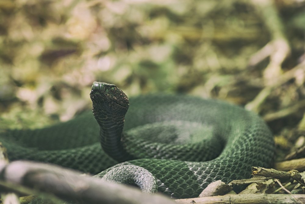 Photograph by Gabriel Wolf