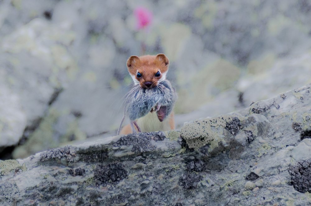 Длиннохвостая ласка