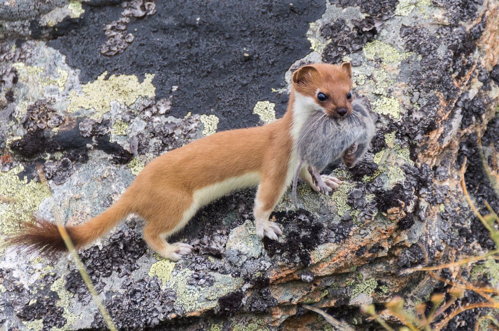 Ласка с хребта Абишира Ахуба