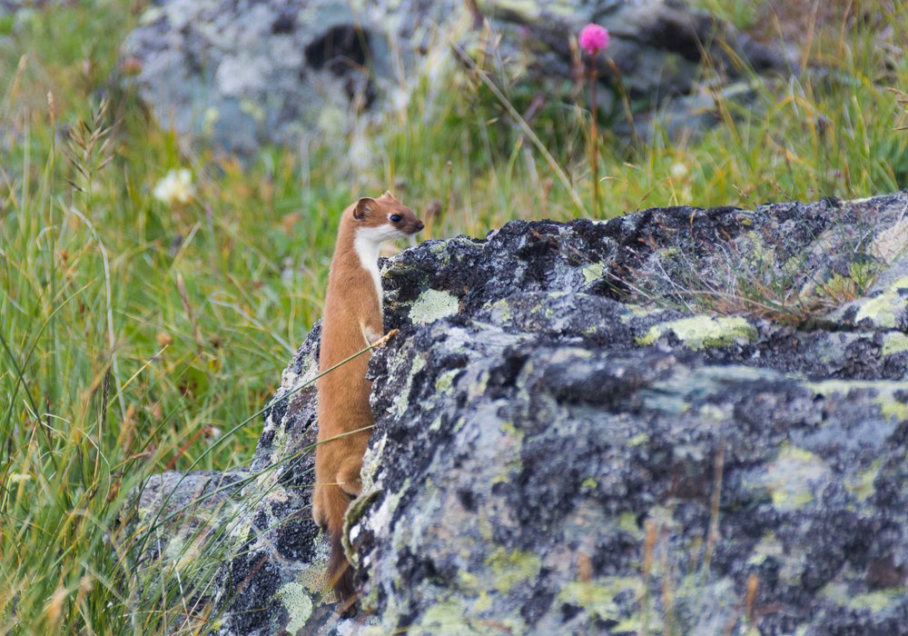 Выслеживая жертву