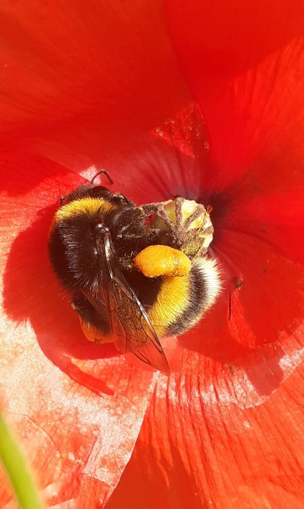 Photograph by Любовь Макарова