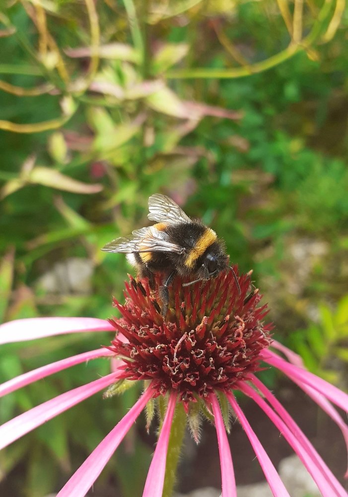 Шмель-симпатяга