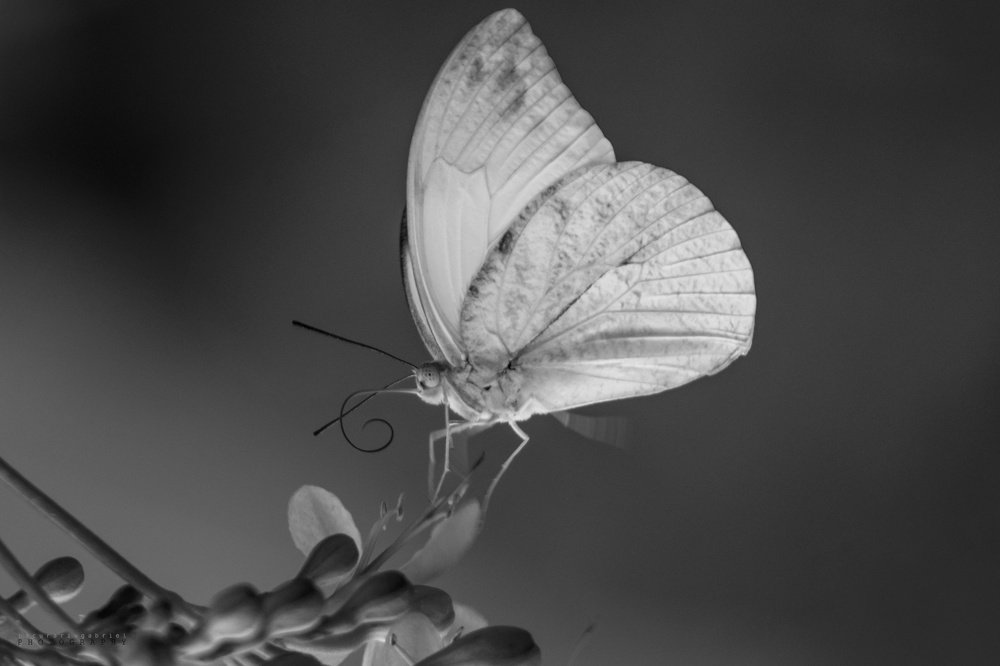 Monochrome butterfly