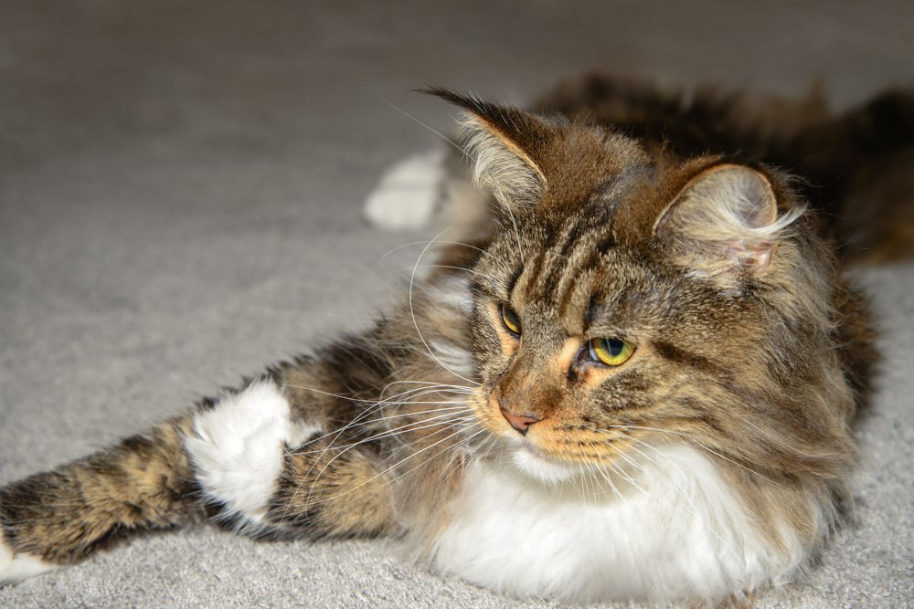 Нет всё же зверя лучше