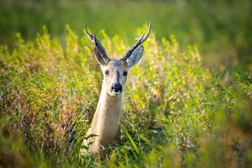 Портрет косули -1