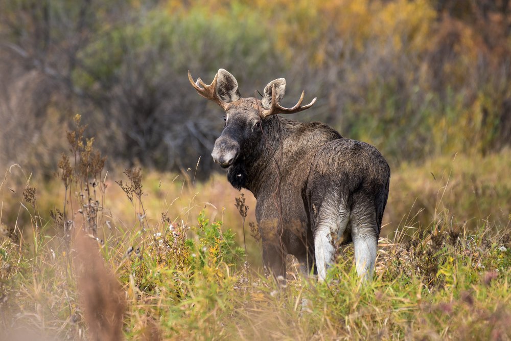 Лесной великан