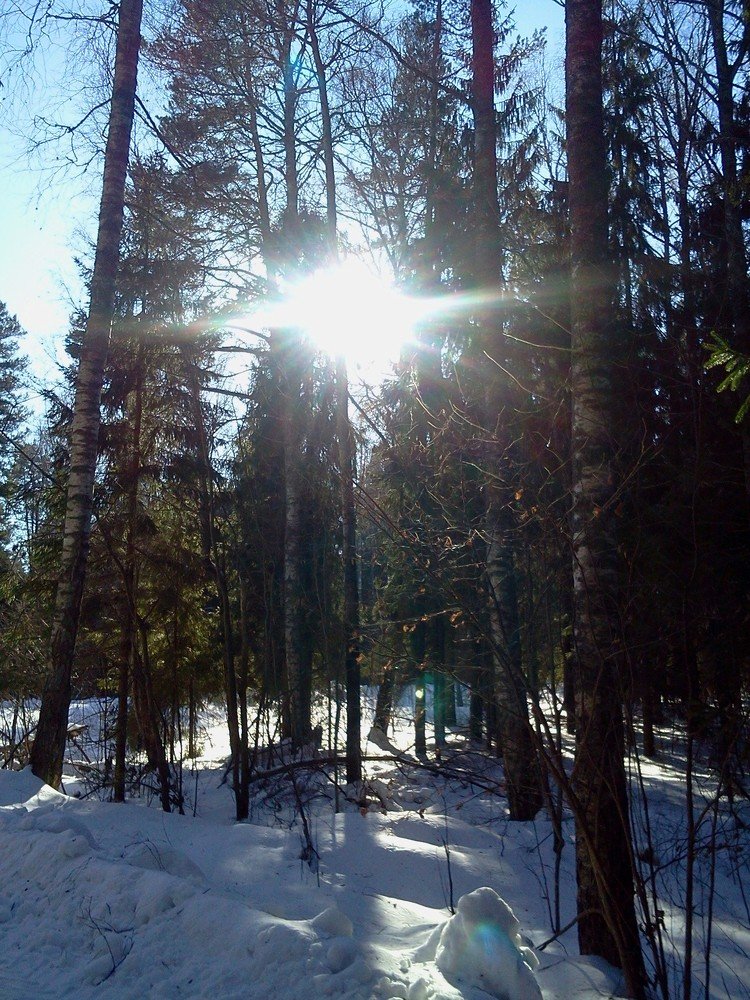 Рассвет в лесу