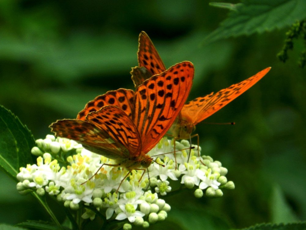 Photograph by Ольга Рогова