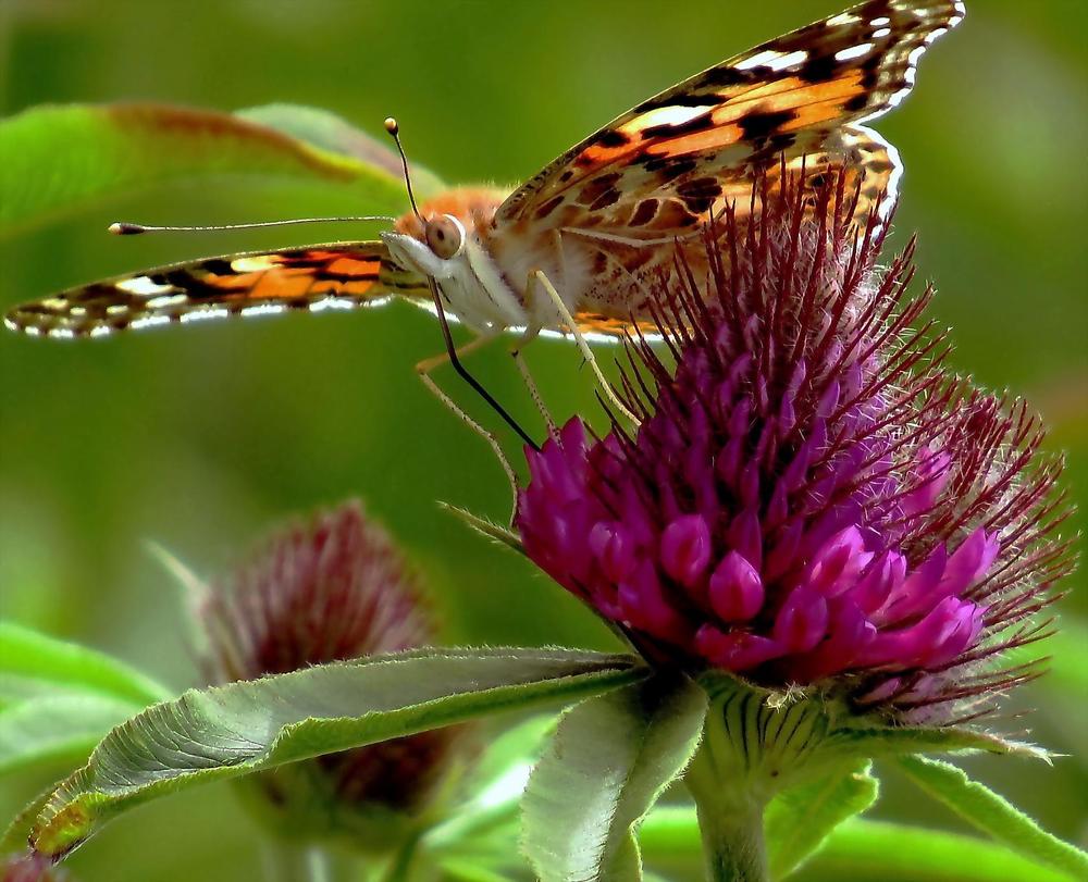 Photograph by Ольга Рогова