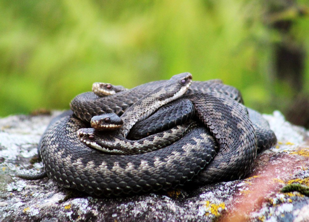 На теплом камушке