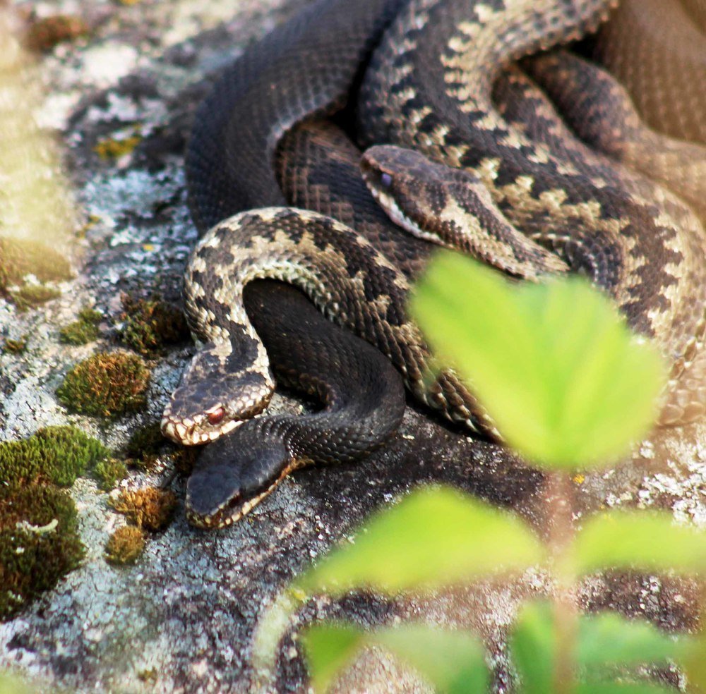 На теплом камушке