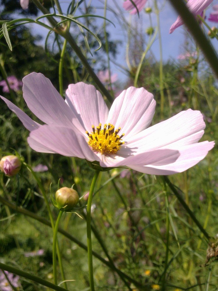 Photograph by Инна Голубева