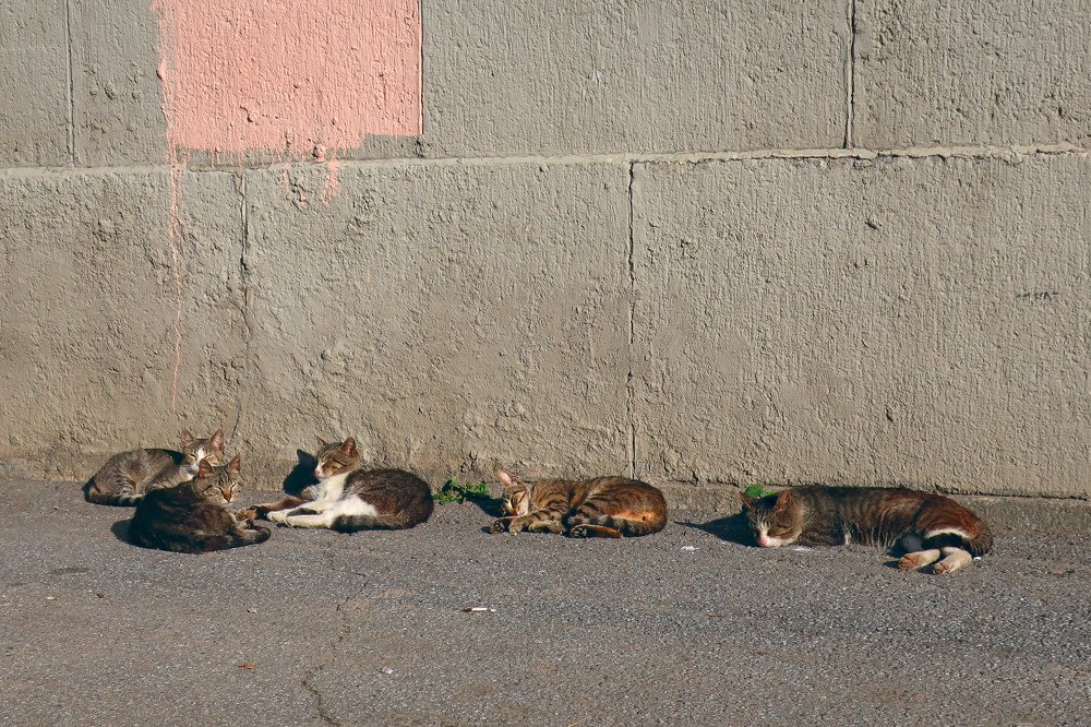 пять кошек