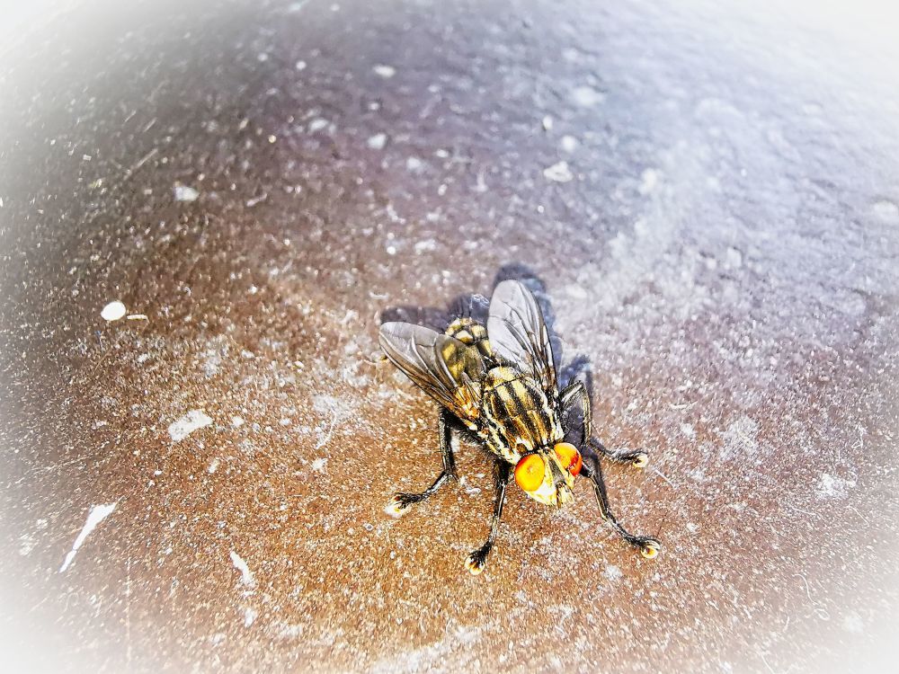 Kozonseges legy - HDR - ON1 - SL3 - SuperMacro