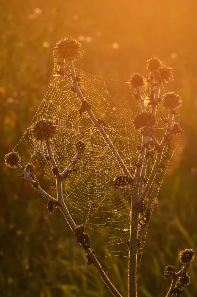 Вечерние путы...